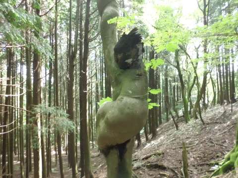 木コブ】 木の幹や枝に出来る奇妙な形の / 皐月つつじさんの