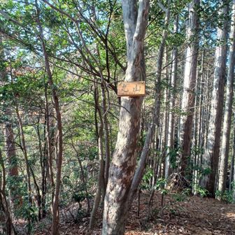 丸山(グレピ)に寄ったので、
軍畑駅に下山変更