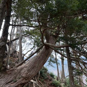 高野槙の親玉だ