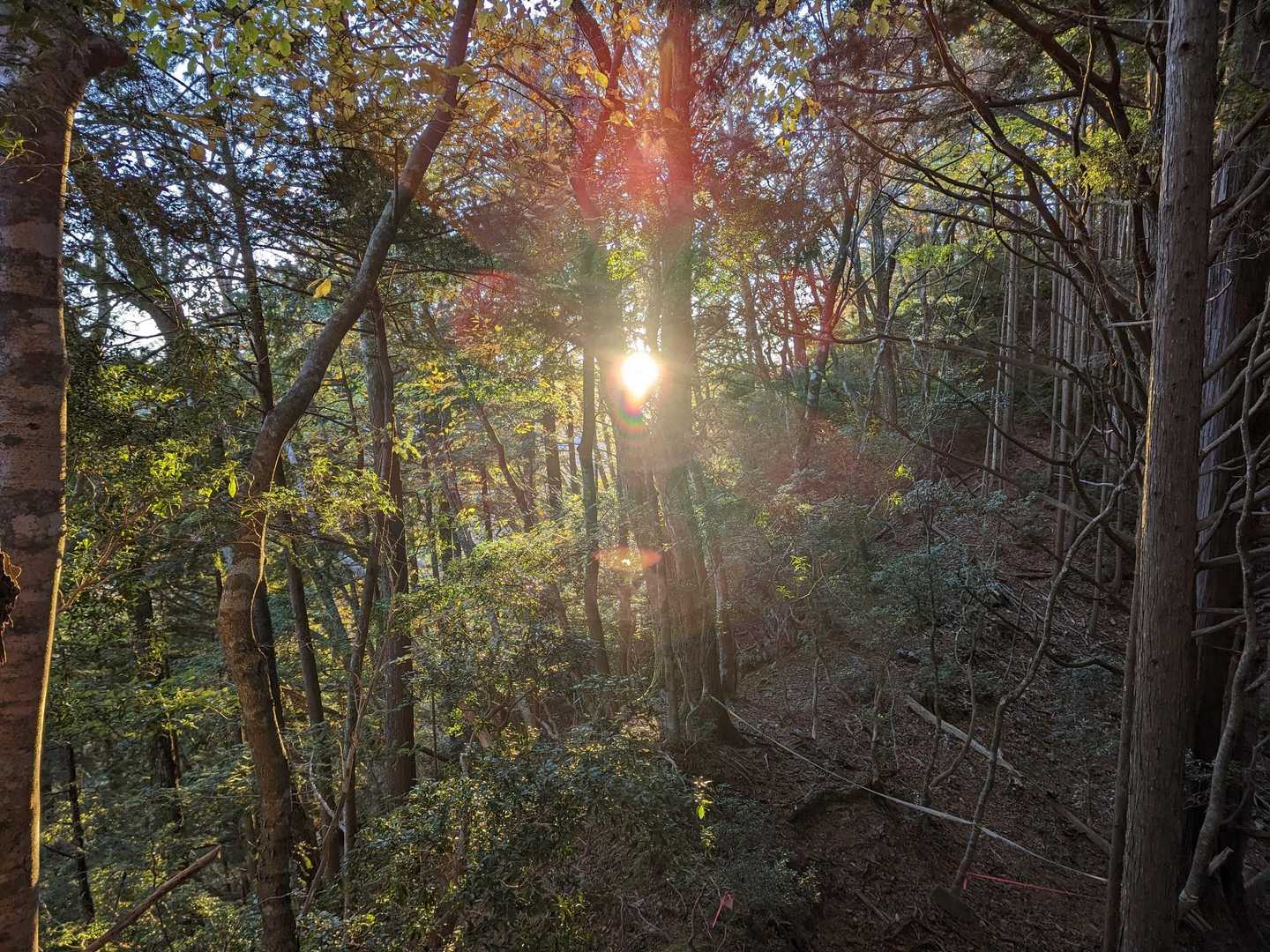 八嶽山登山口-八嶽山 往復コースの写真