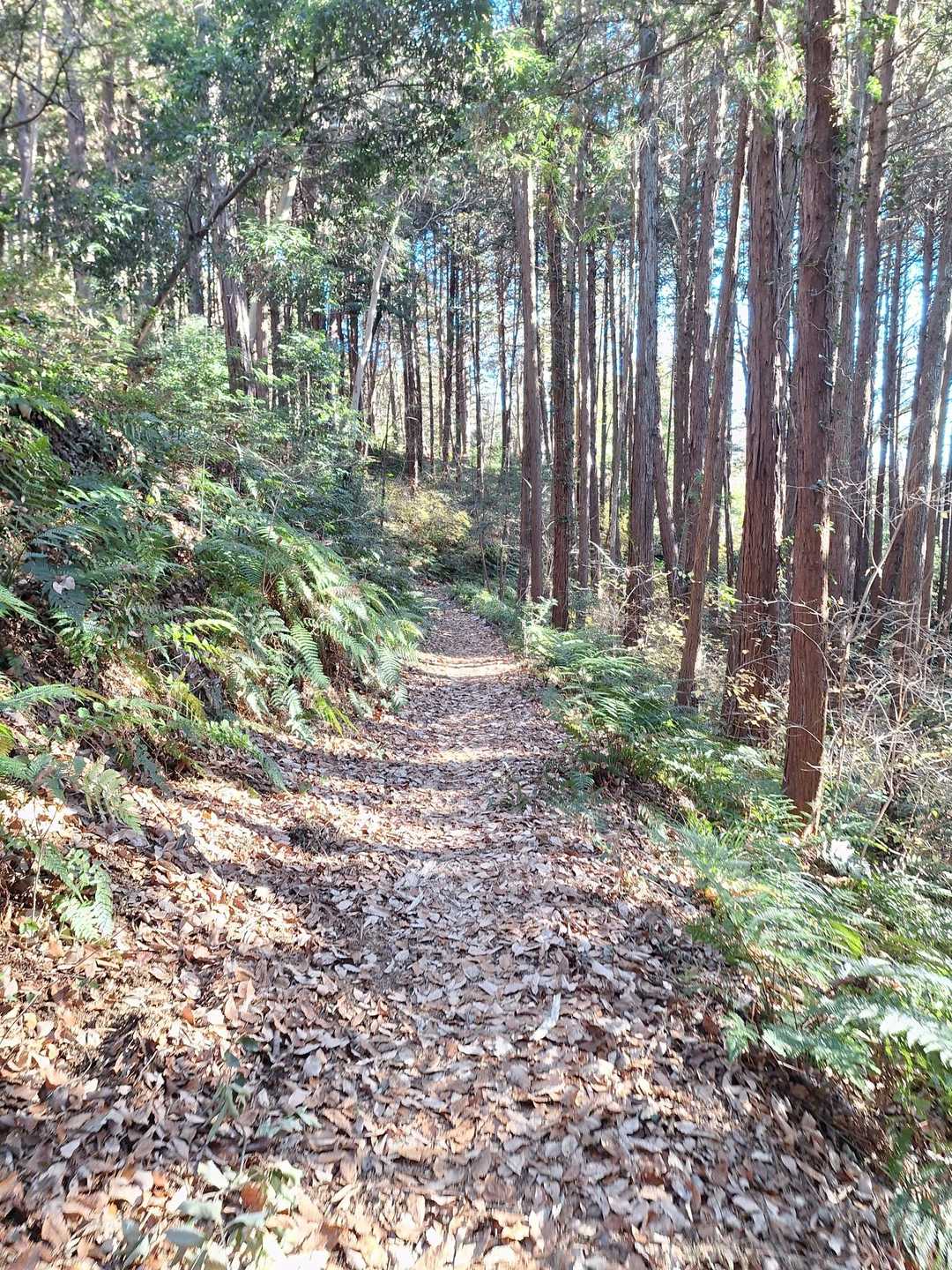 白銀平　富士山へ向かう歩きやすいです