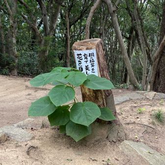 桐の花見てみたいね
桐のわき目を育てよう〜🌲