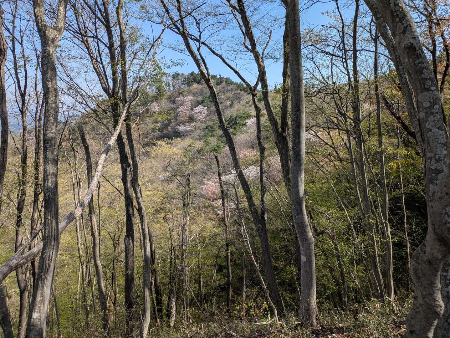 あれが天狗山山頂ですね☝️
