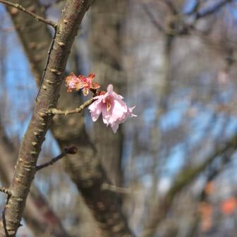 山頂には桜？が咲いていました