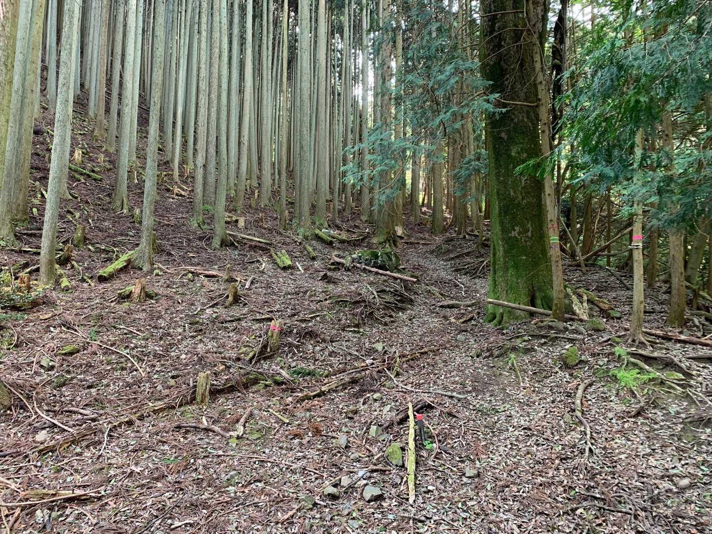 ここから登山道👆🏻