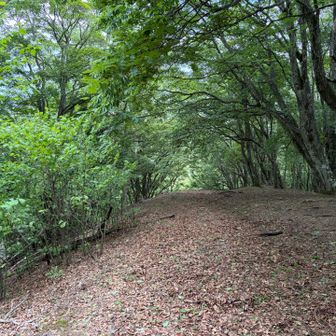 下山します
鋸尾根を通って鳩ノ巣へ降る予定でしたが、雲行きが怪しくなったので安全な森林道に変更