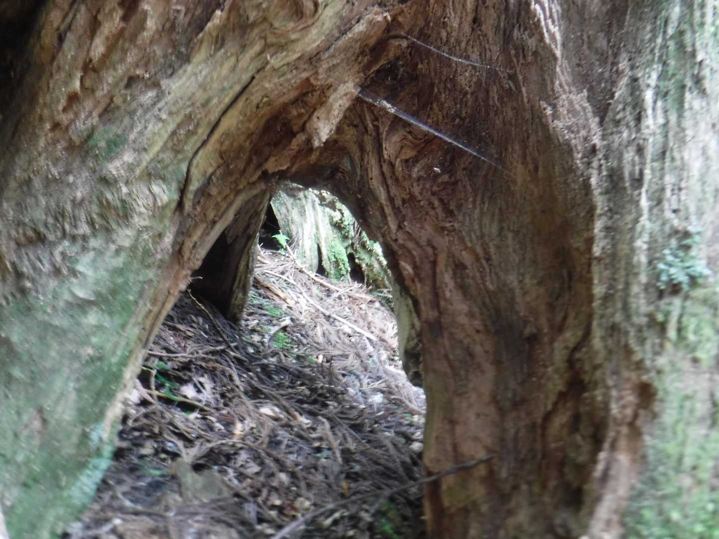 大ナル登山口-妙見山-妙見峠 周回コースの写真