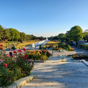 須磨離宮公園
秋薔薇が満開。バラの香りを堪能しながら移動。