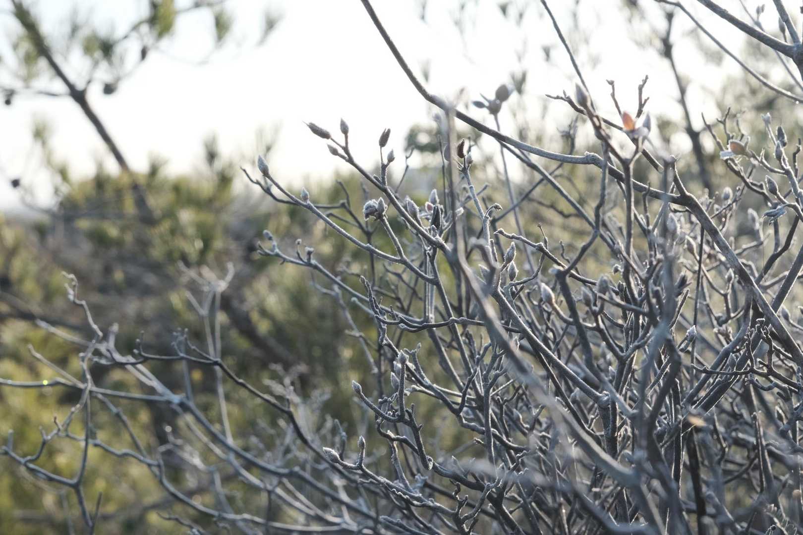 下の方は霜で白い世界