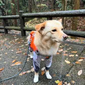 山でジジ🐶を見つけたのはこれで5回目🤍