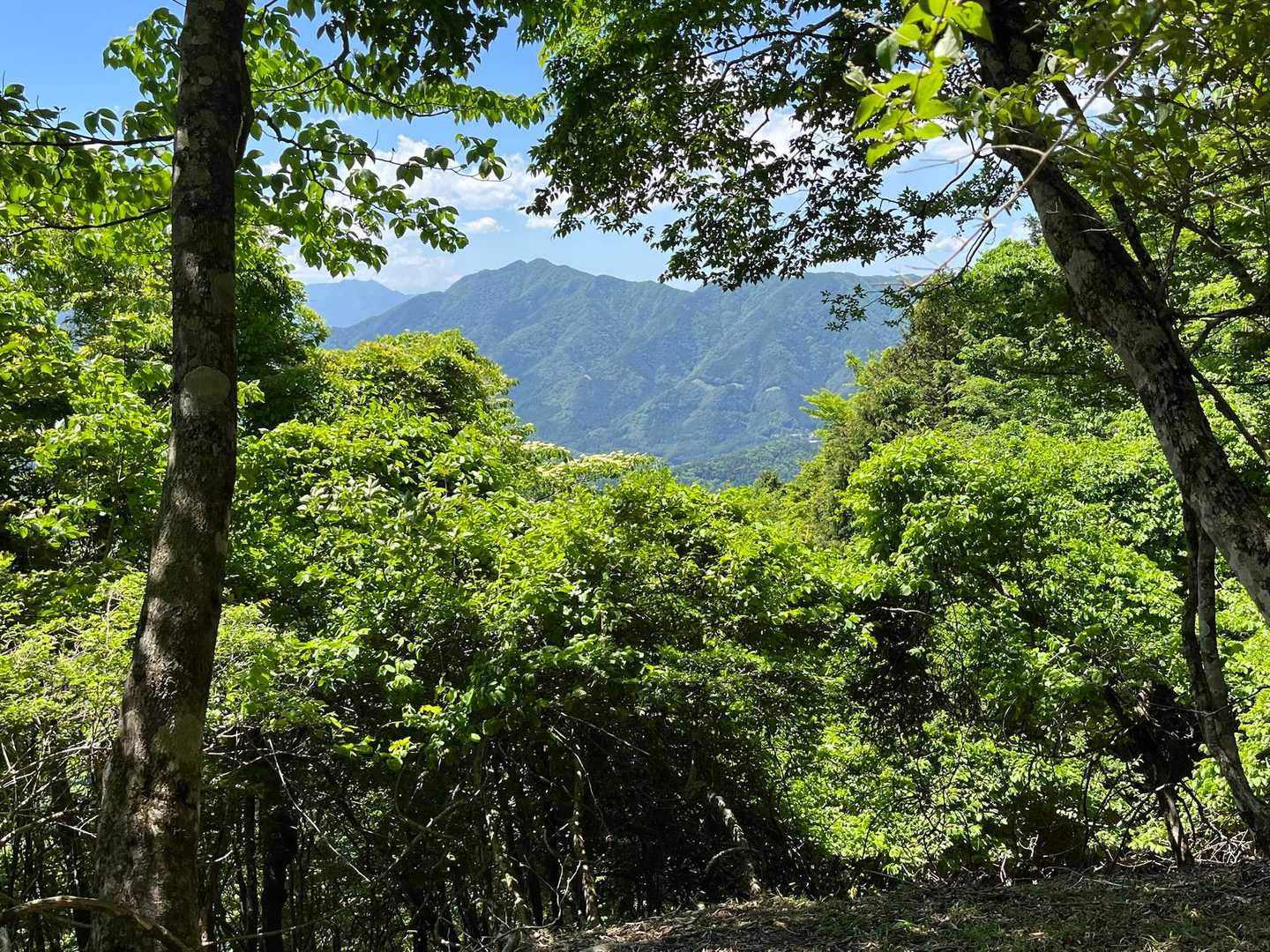 西丹沢ビジターセンターバス停-畦ヶ丸山-モロクボ沢ノ頭-シ 周回コースの写真