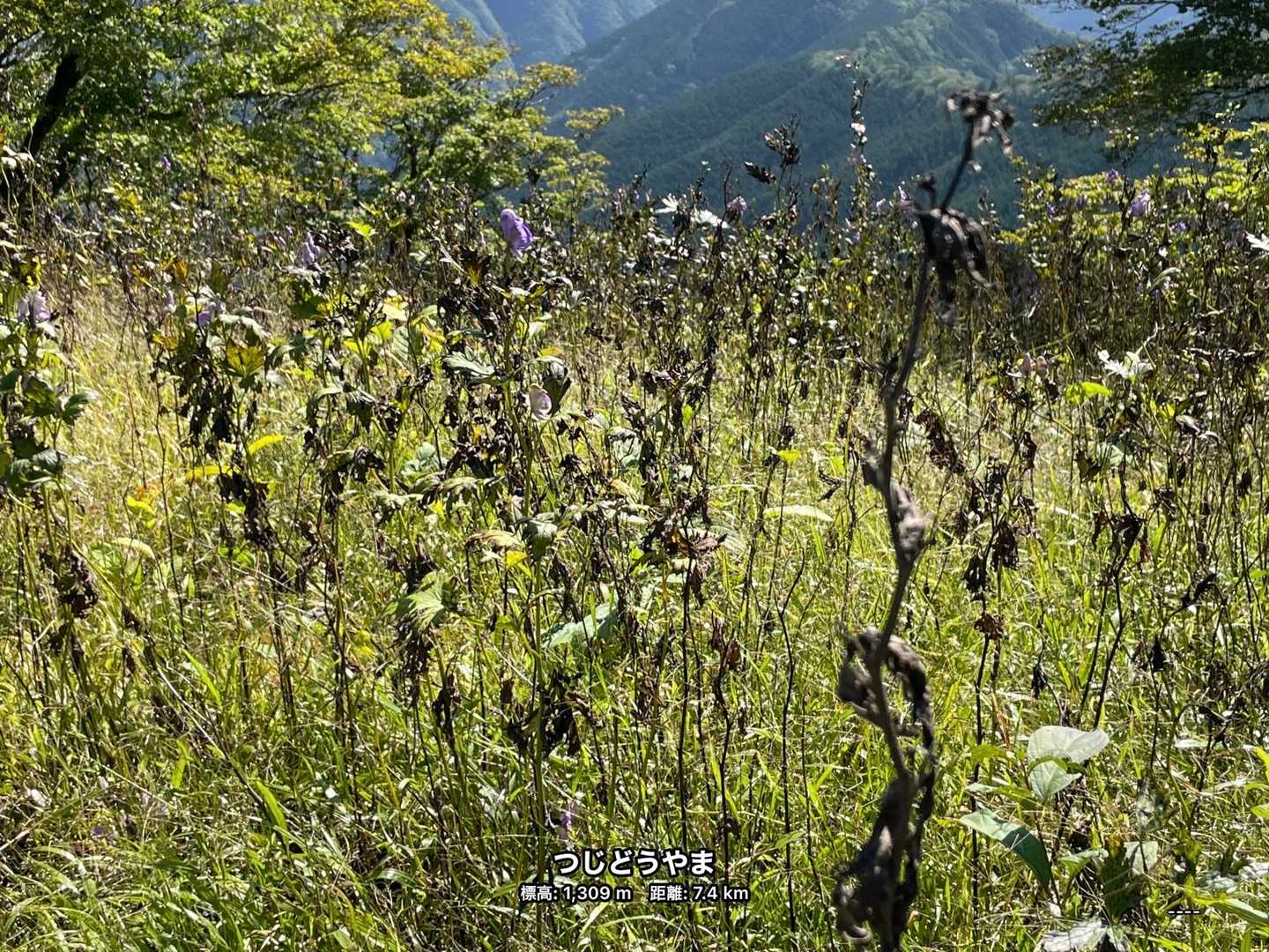 これ、なんの花だったんだろう？
