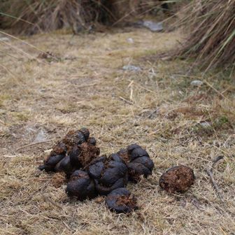 ナカヤマドッグ