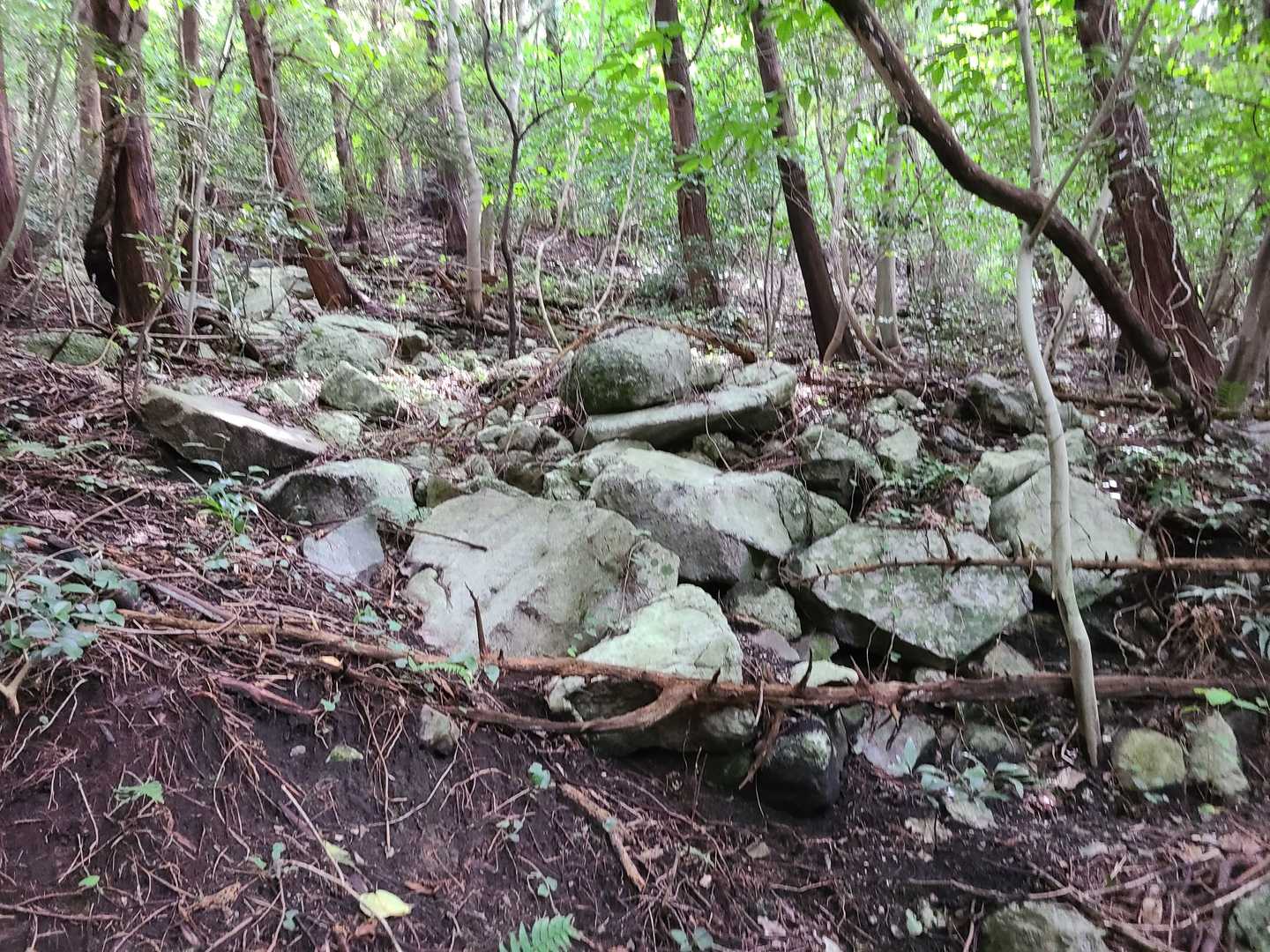 五徳越峠-三ノ岳 往復コースの写真