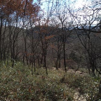 こんな感じ 裏山？