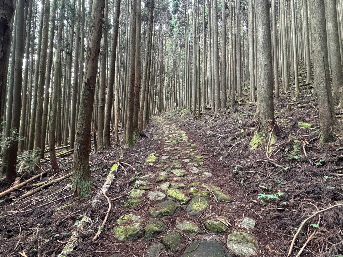 亀山峠-二本ボソ-倶留尊山-西浦峠-亀山 周回コースの写真