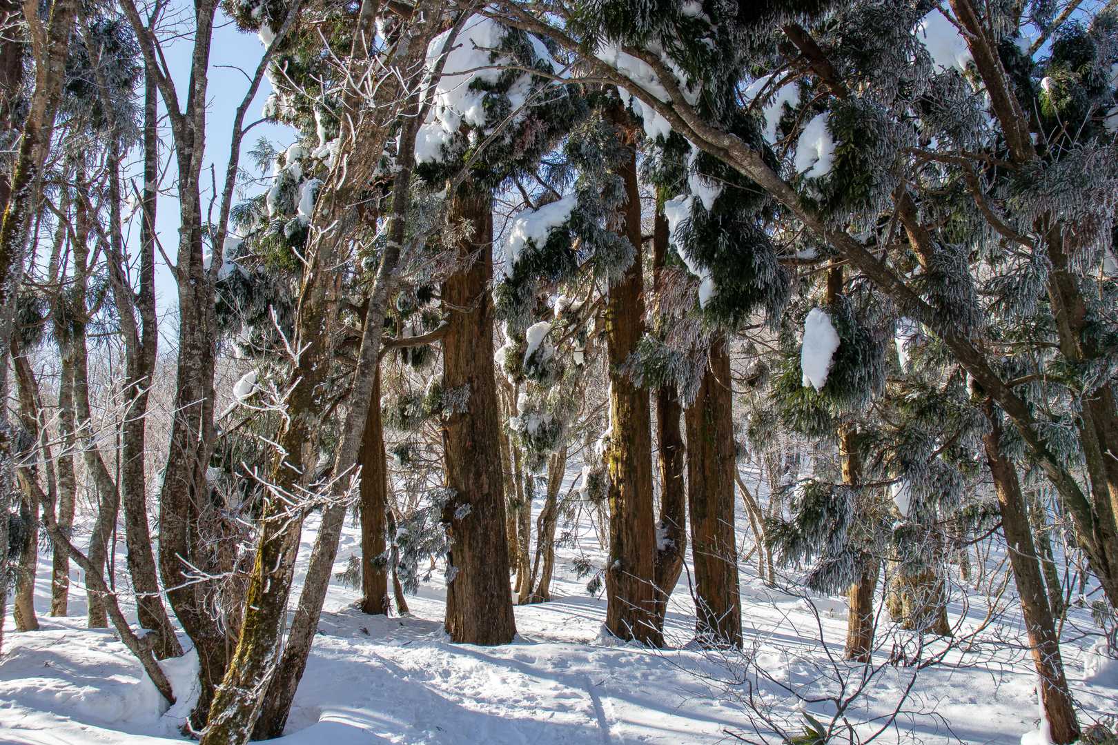 いつもの杉の木、この木は特徴があるから雪が降っていてもすぐわかるな