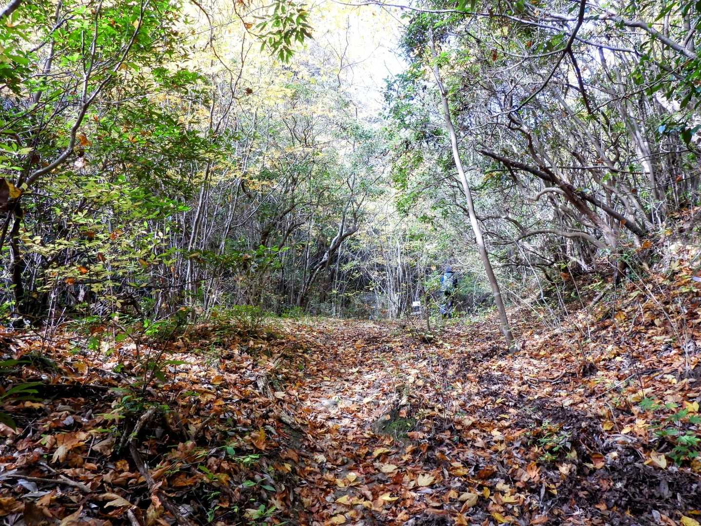 米小屋山-笛吹山-大鉢山-忠四郎山 周回コースの写真