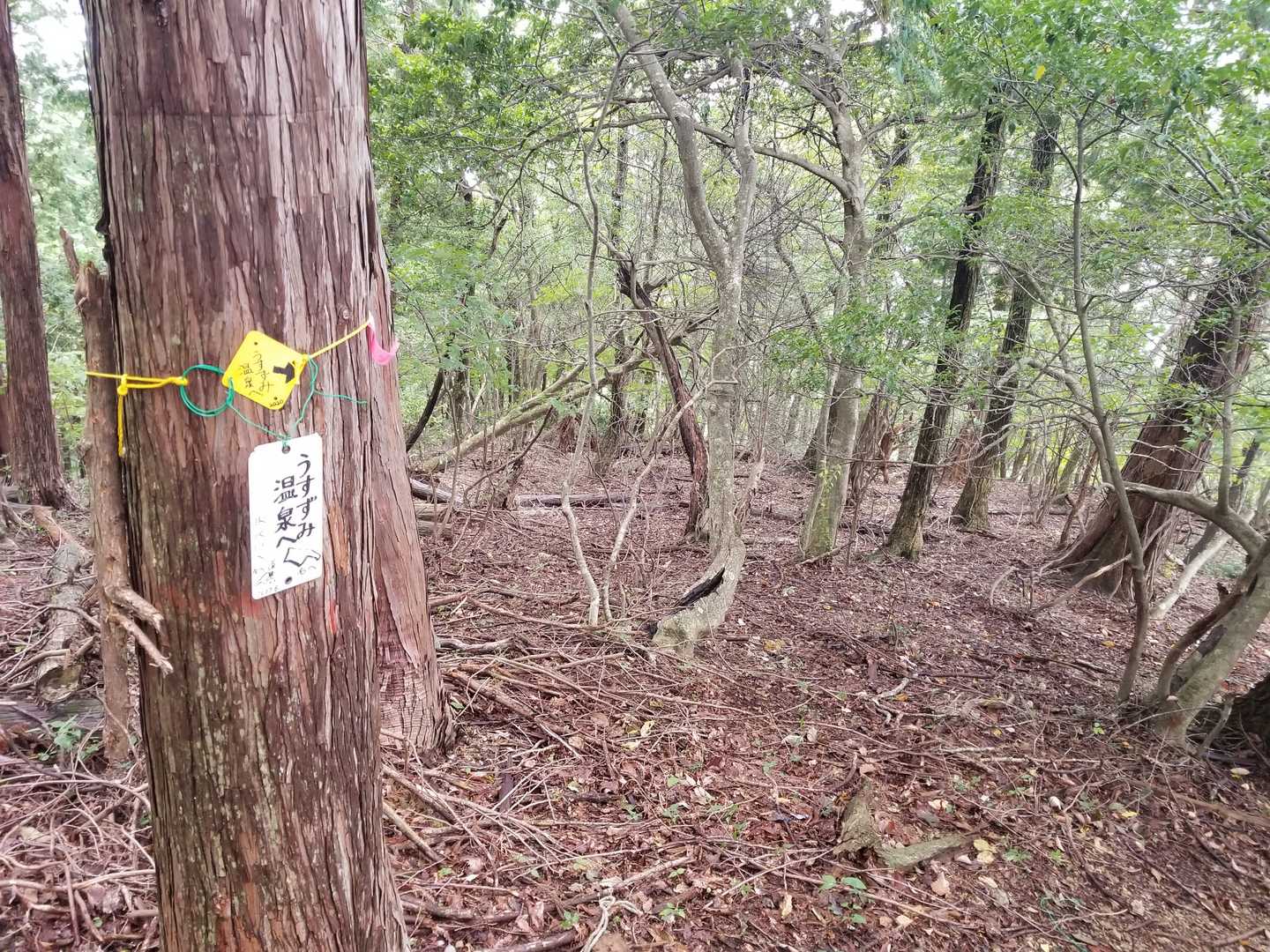 帰りは入りますよ☺うすずみ温泉♨️