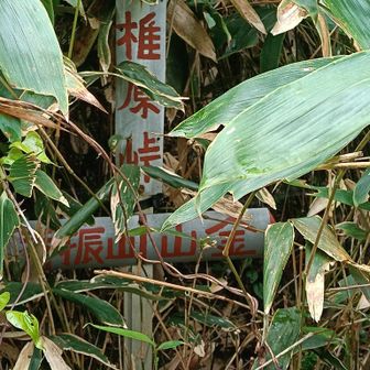 ここにくるまでの山道は
立て札にずーっと
椎原峠まで○㌔
と書いてあり
どれも立派な立て札だったけども…

椎原峠についてみると
ここが椎原峠なのかな？と看板を探した

笹に隠れてて
あらー控えめ。
赤文字の鬼ノ鼻岩山と同じ人の文字。きっと。