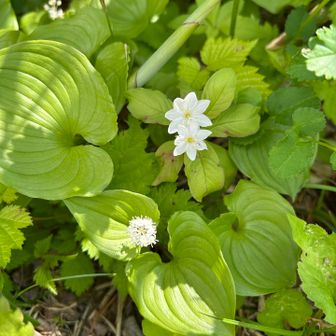 リフト降りてから、御田の神湿原へ。
