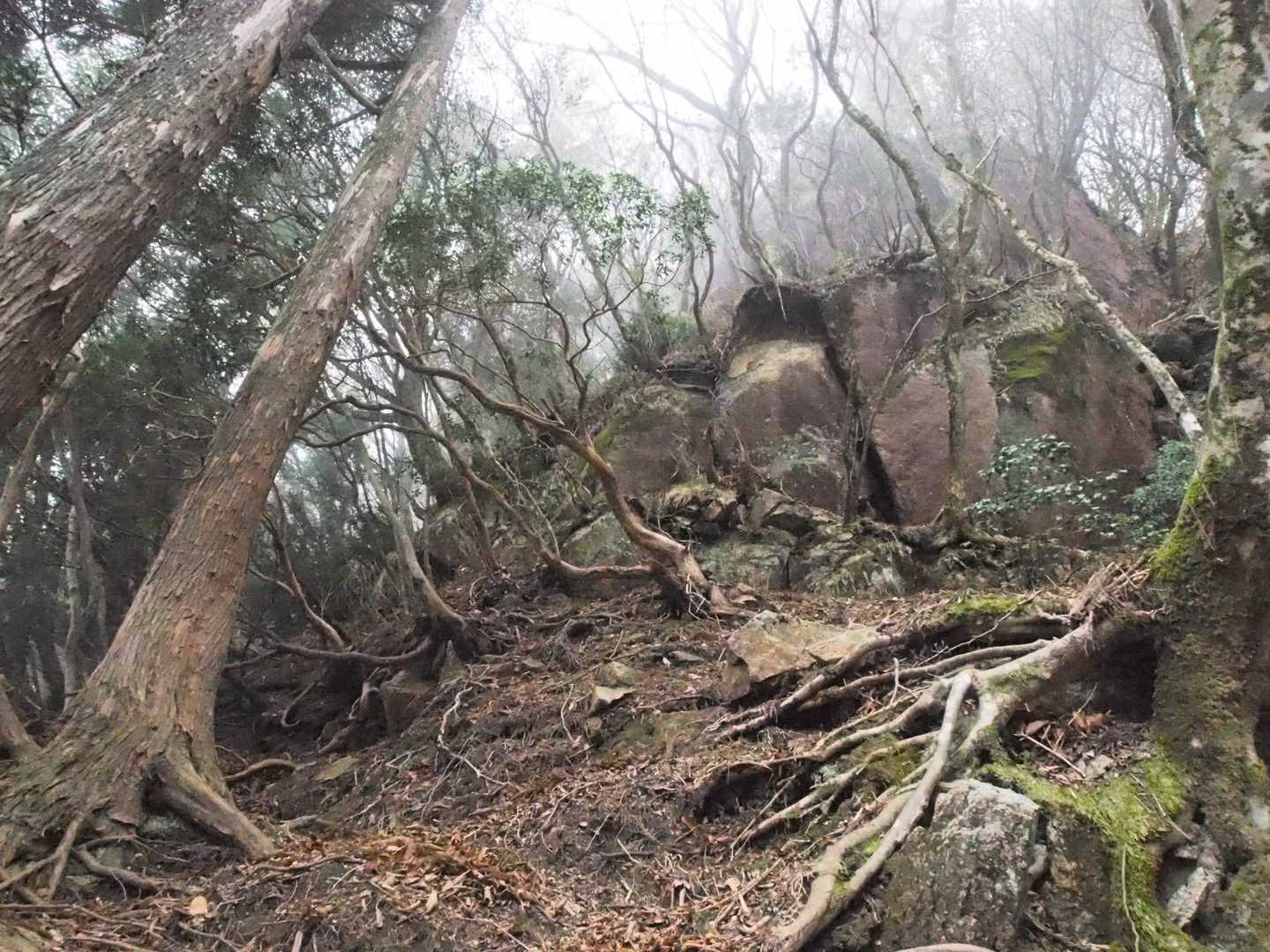 青岳への登りが始まる
岩場は巻道あり