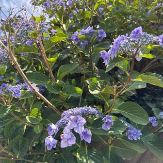 立花山駐車場に向かう道路沿いのガクアジサイ