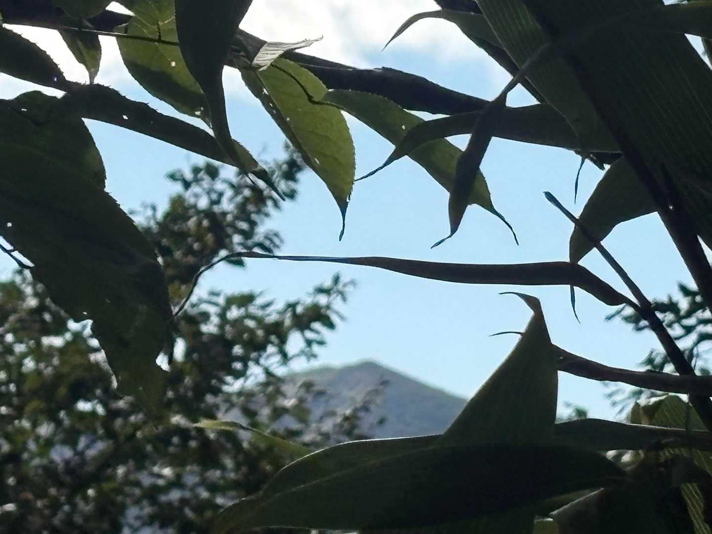 葉っぱの間から三ツ石山