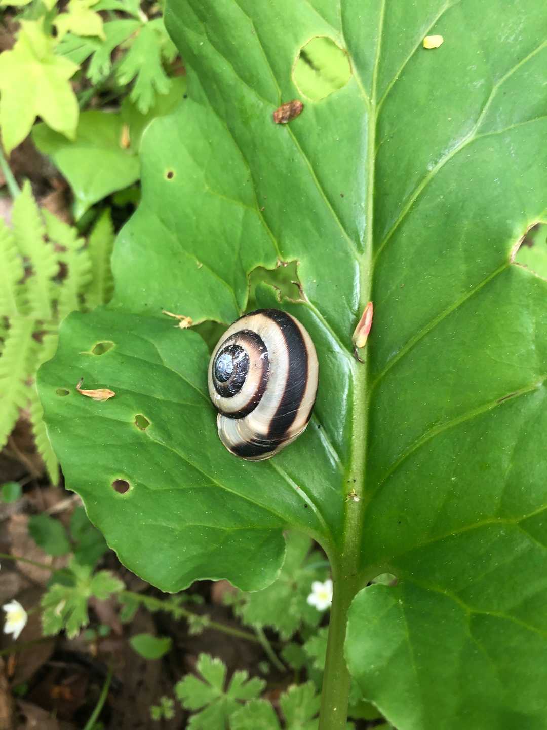 マイマイさん