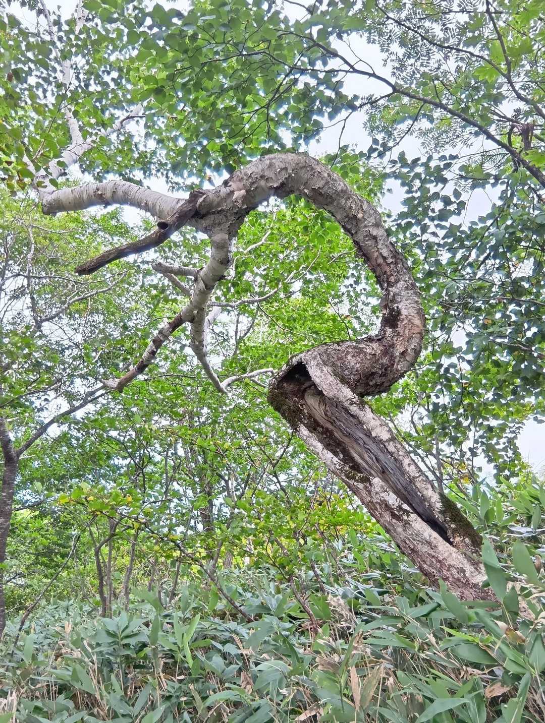 紆余曲折ありまして、こうなりました🌳