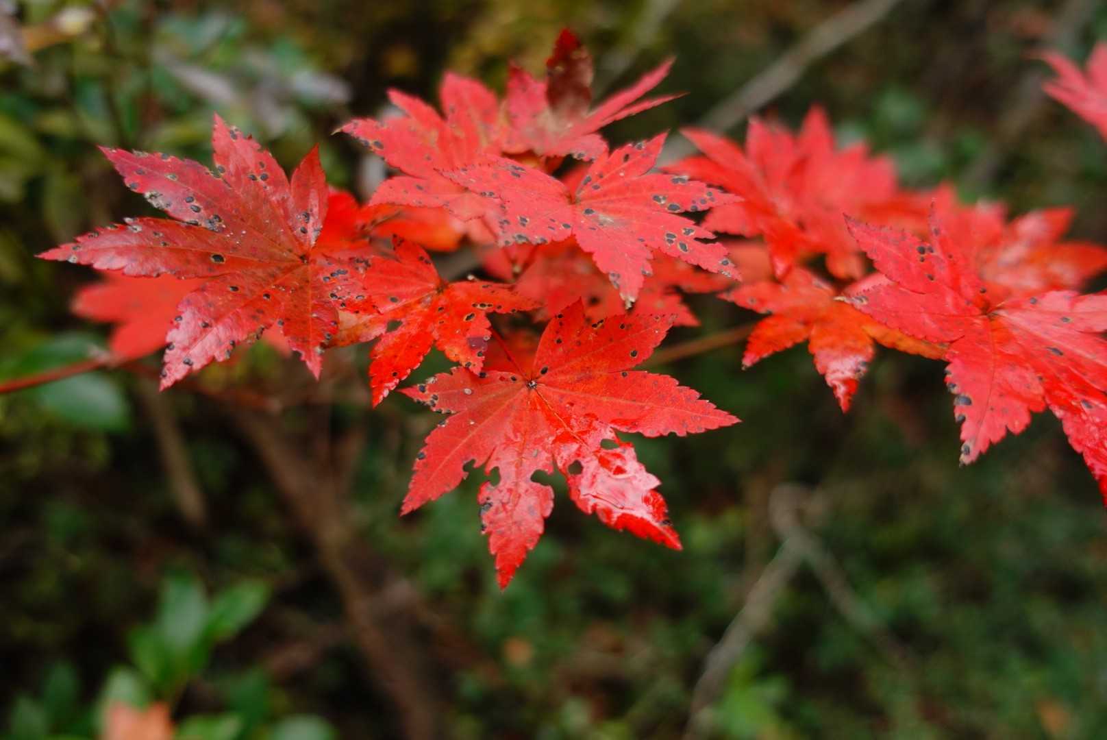 栗の木登山口-作礼山 往復コースの写真