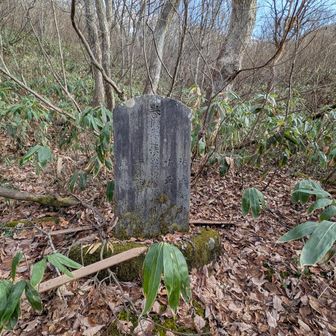 キノコ探しながら下山する