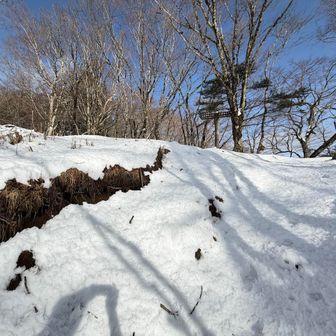 急登を登り石尾根に出る。しっかり雪あります。昨日に降ったようだ！
