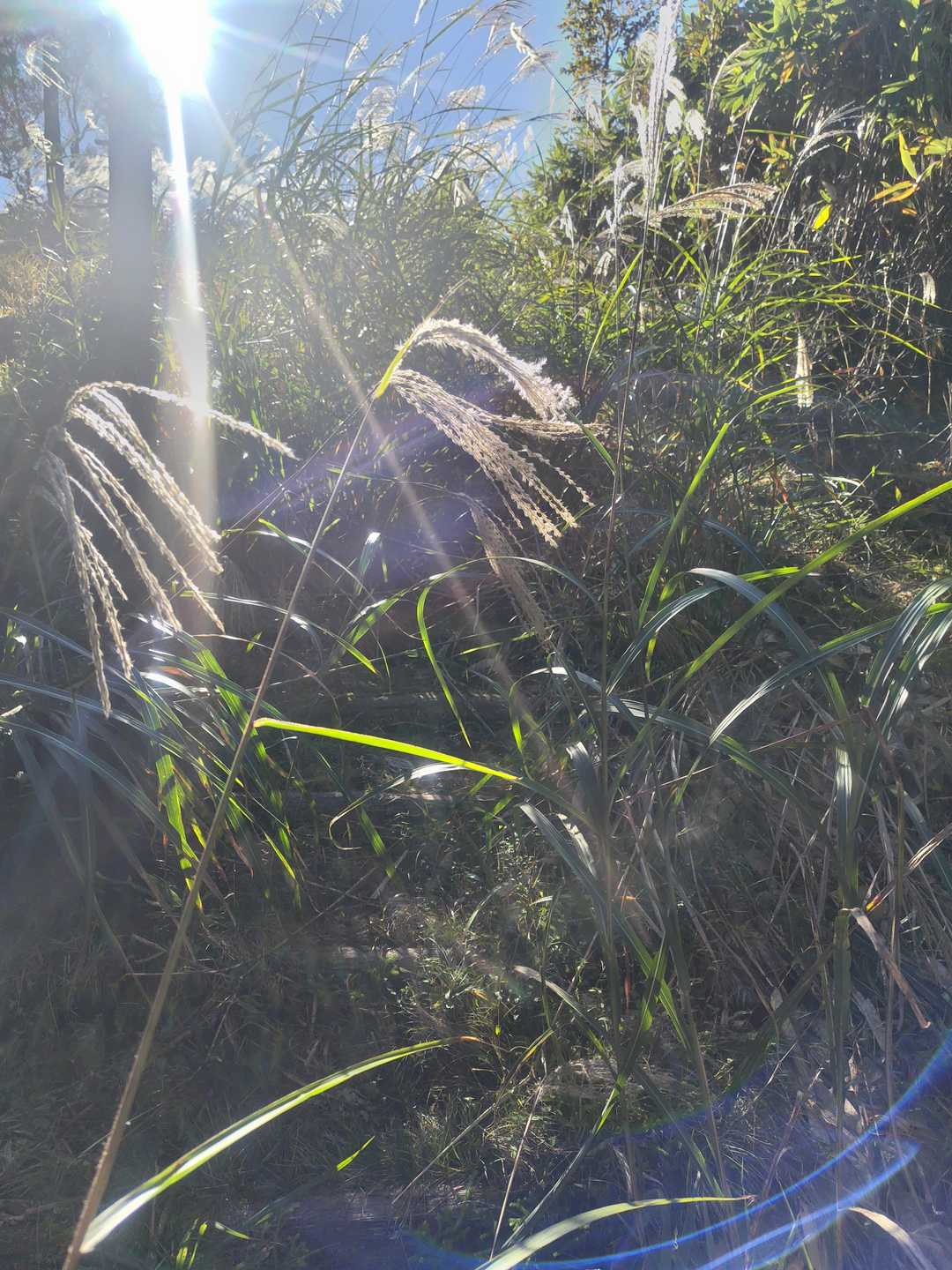 一応ここが登山道😅
かき分けて進みます💦