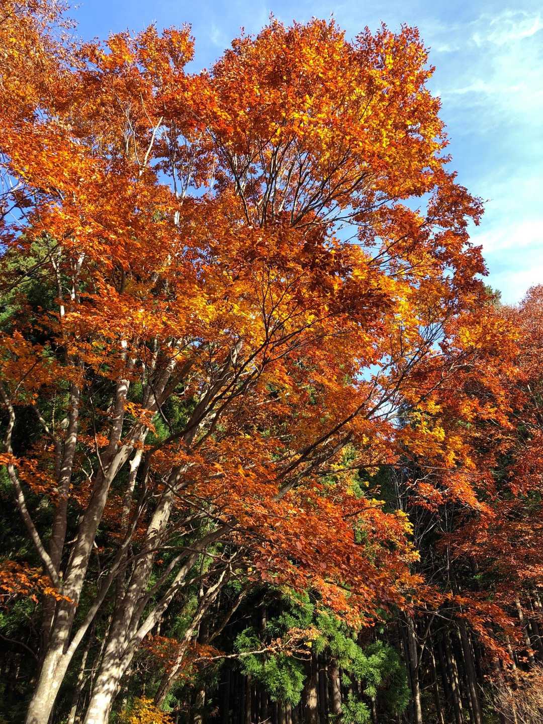 駐車場🅿️の紅葉🍁がピカいち😆