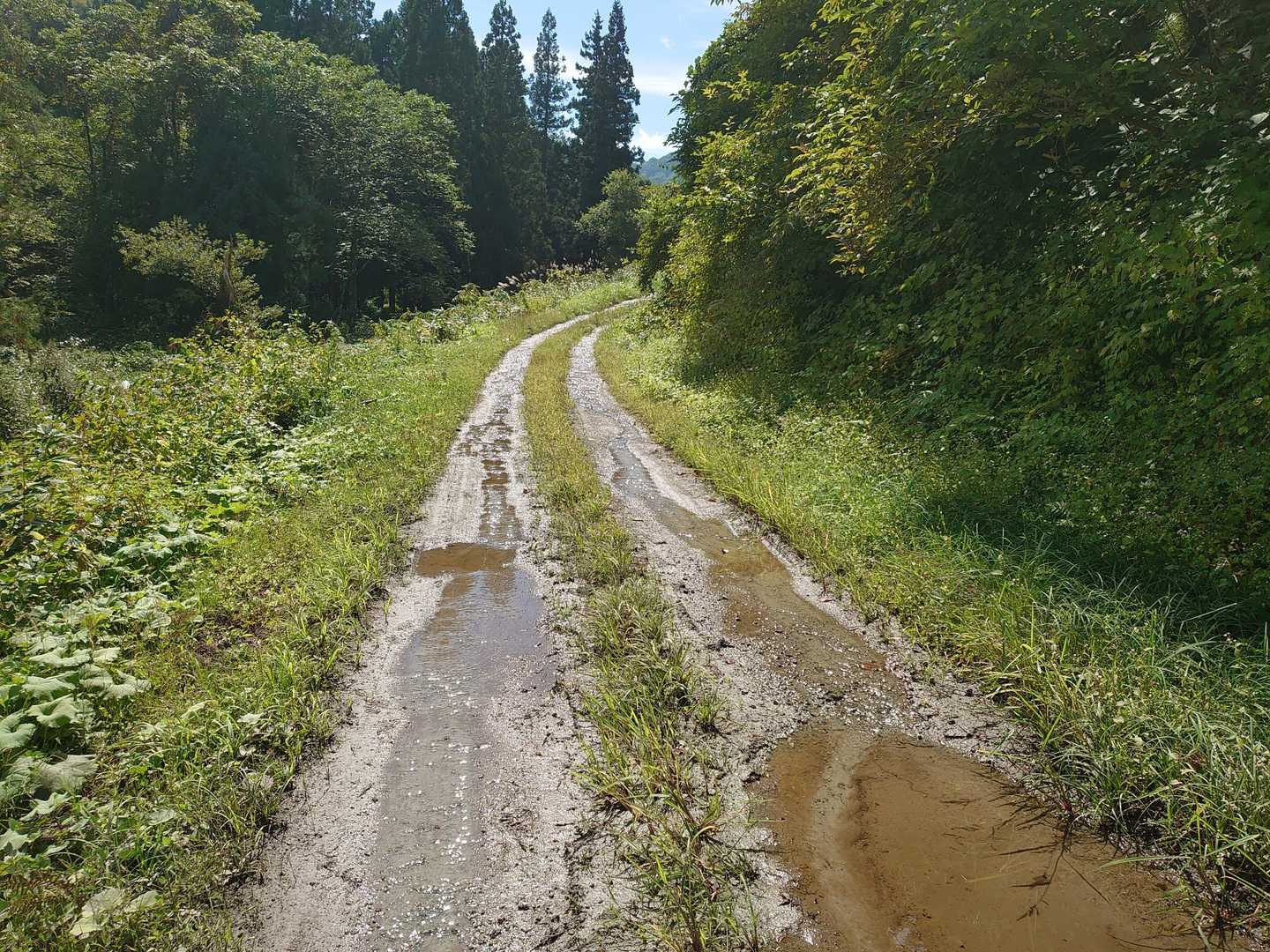 林道が川になってます😓
