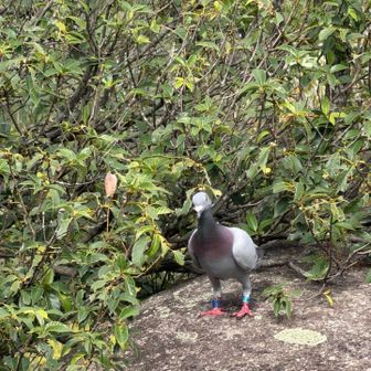 八畳岩上の岩場に伝書鳩
近づいても全然逃げない🐦