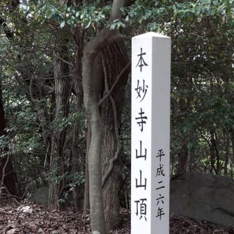 アレ？ここは本妙寺山だ。登る山を間違えた？何をやってるんだか…💦