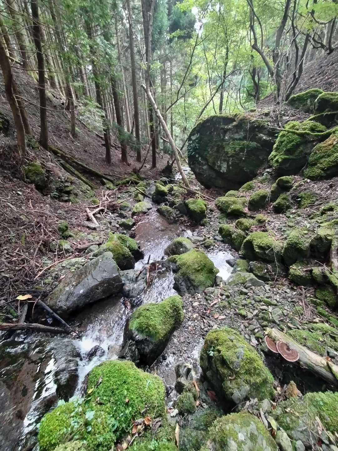 ほぼ沢下り。沢の右や左へ行ったり来たり。どこで渡るかを見極めないと進めなくなる。
(;^_^A アセアセ