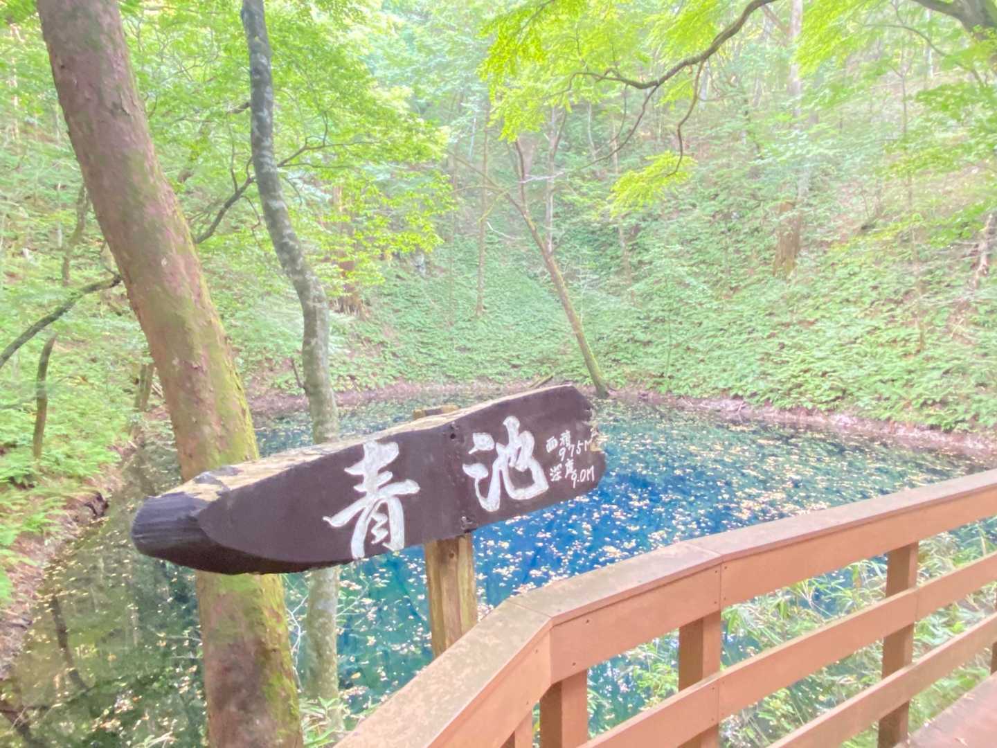 白神山地の青池。
