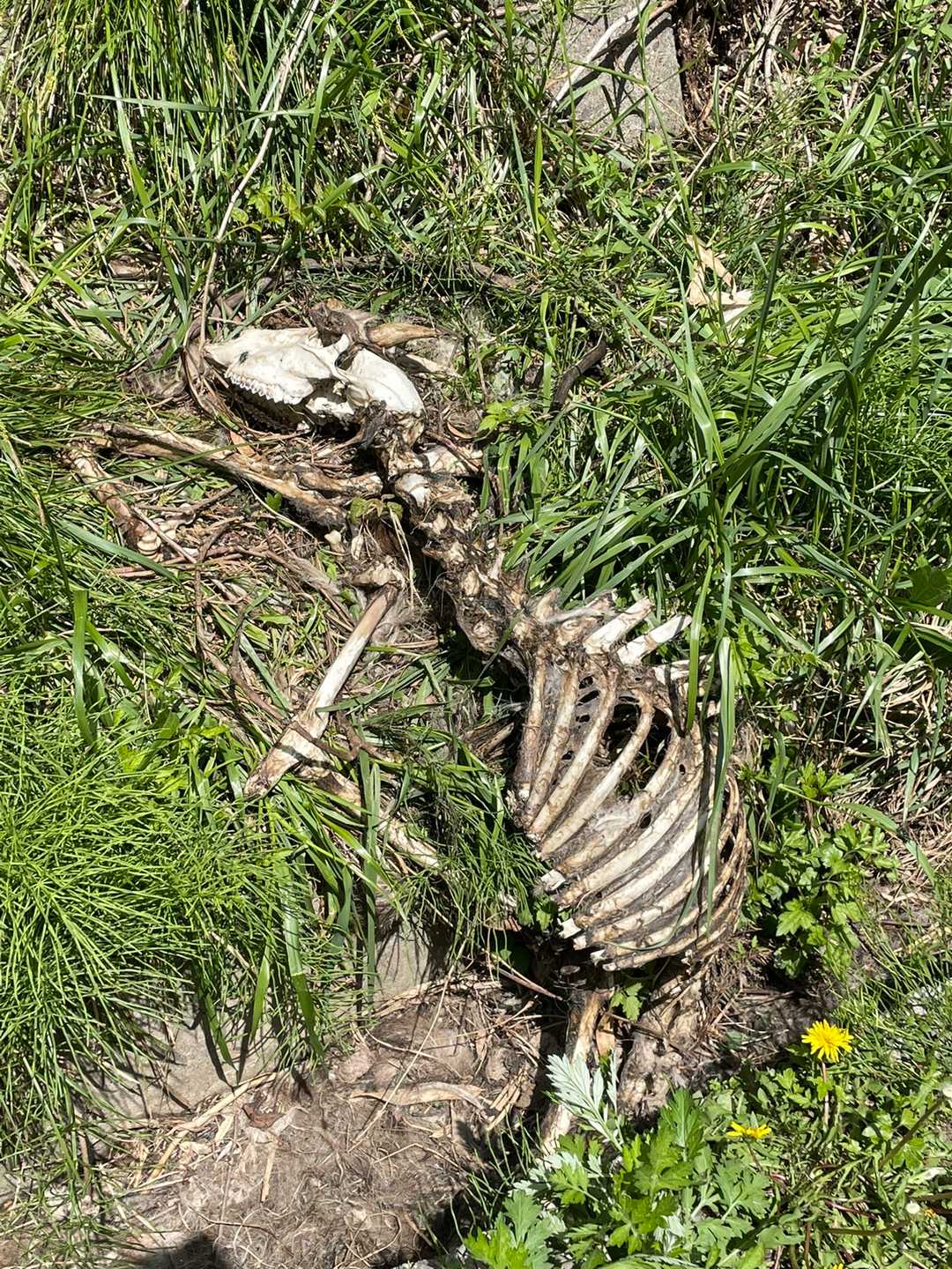 わぁ😱何の動物の骨🦴かな？