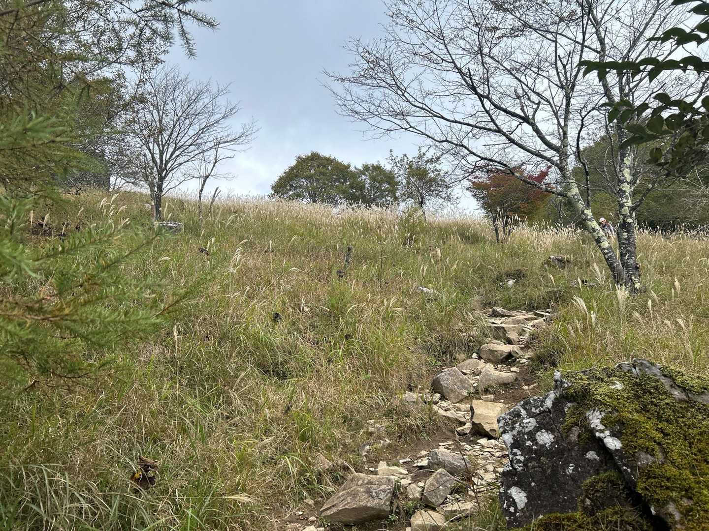 ススキの囲まれた道。。、とってもキレイ✨
