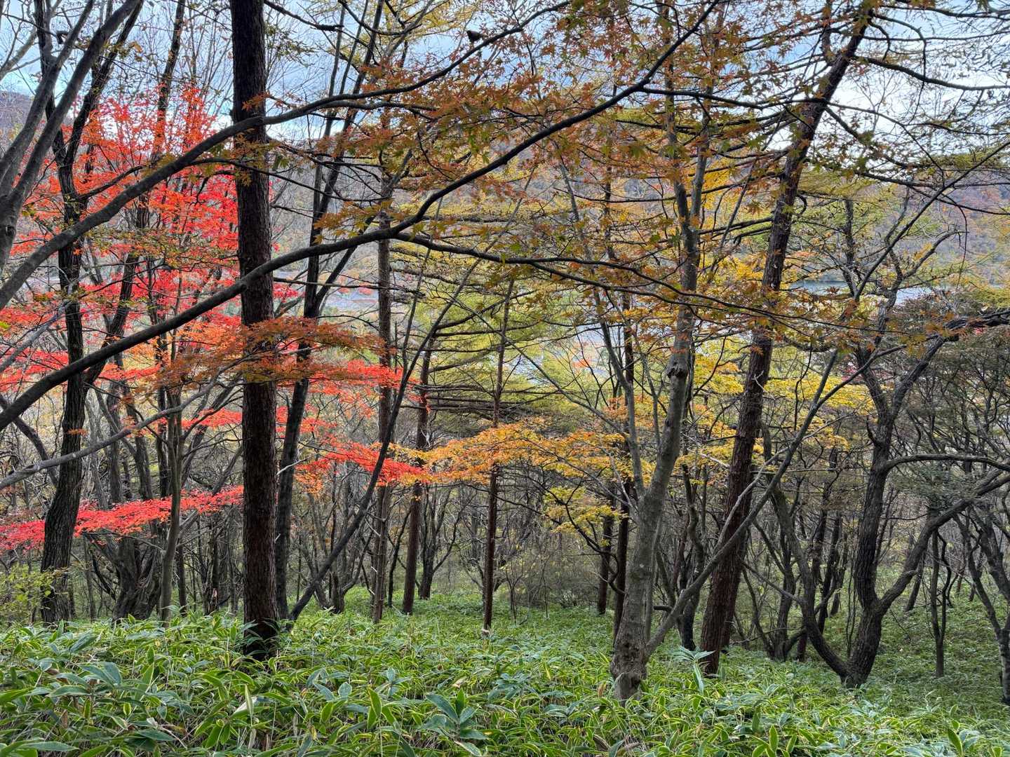 紅葉🍁が綺麗です。
とても良いタイミングで来られました。