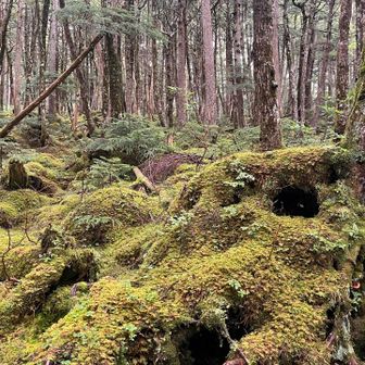 苔の森の様子