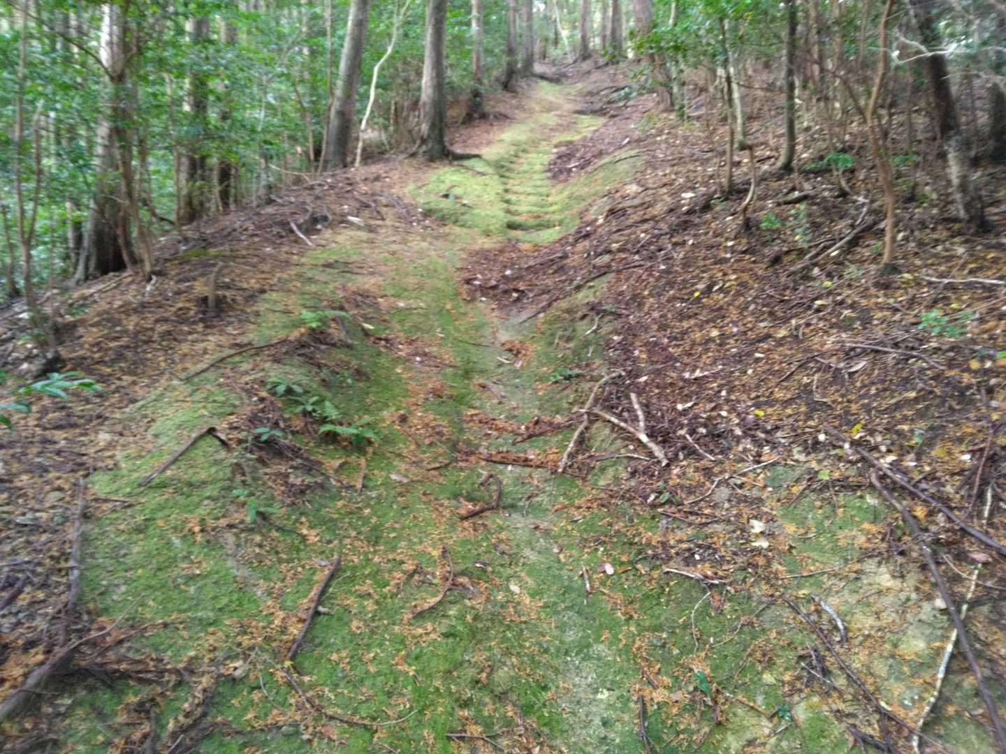 苔むした岩は濡れているとかなり滑りやすく何度もずっこけそうになりました。