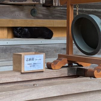 板の間に黒い🐱猫ちゃん
