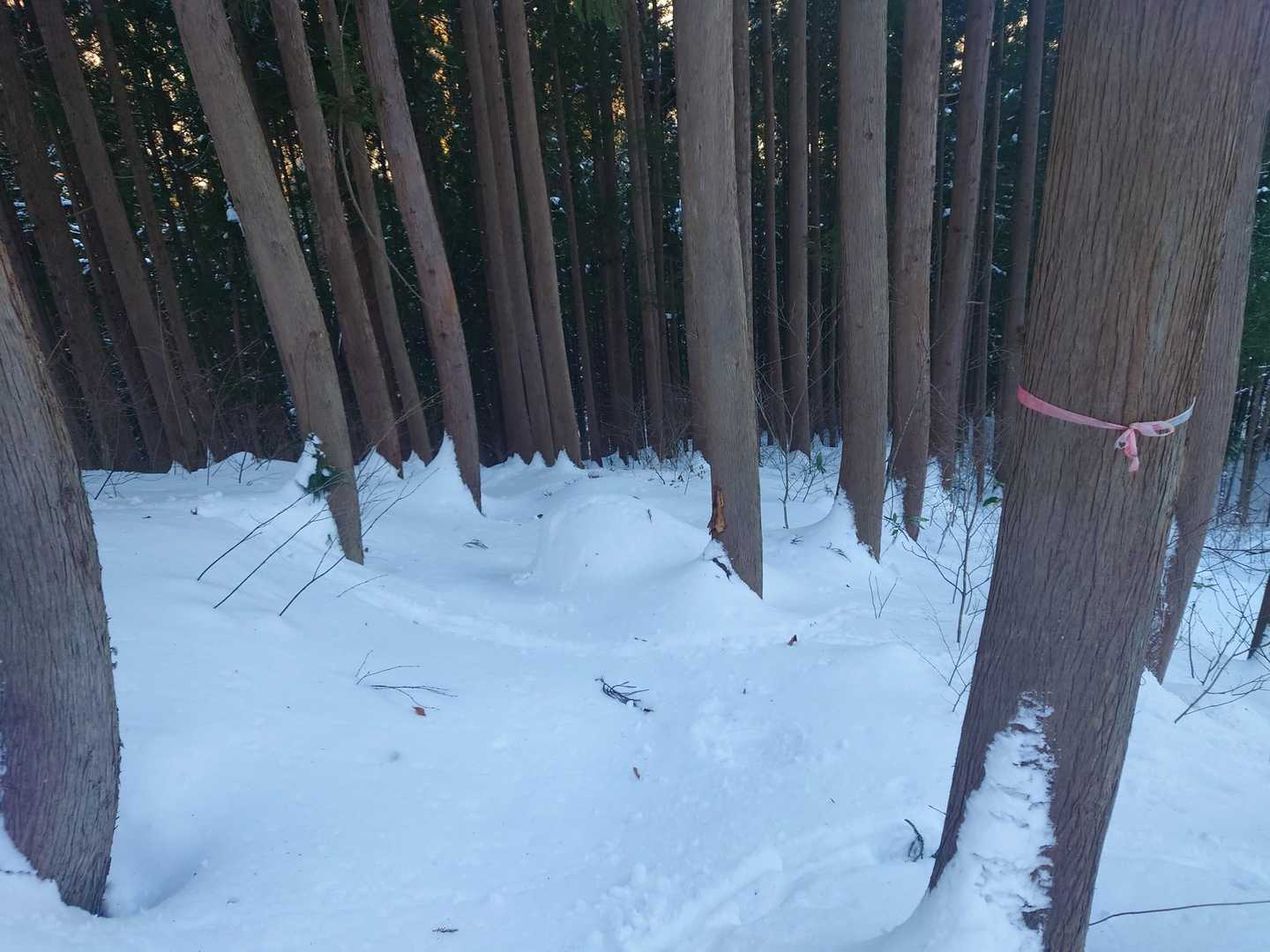 杉林に到着です。
ここまで下山所要30分😀