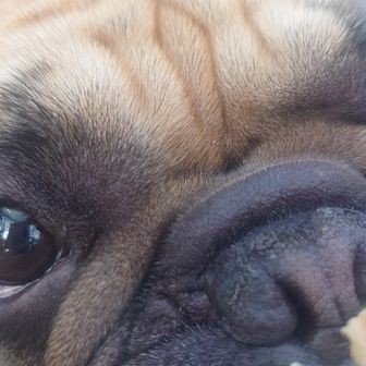 「オイラはこれが一番や」