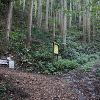 やがて道は二手に分かれます。
林道は右へ延びていますが、