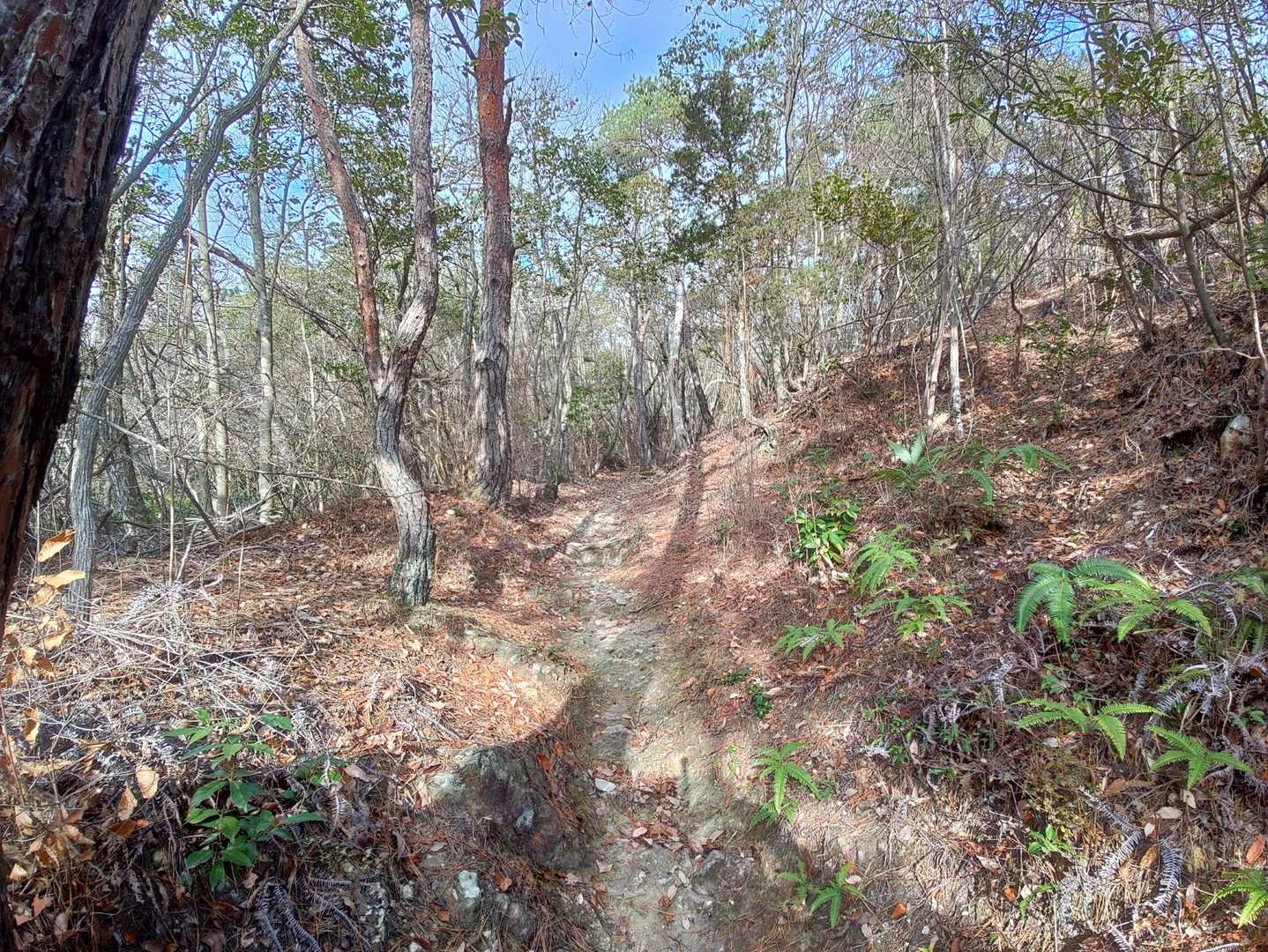 百丈岩入口-百丈岩-静ヶ池 周回コースの写真
